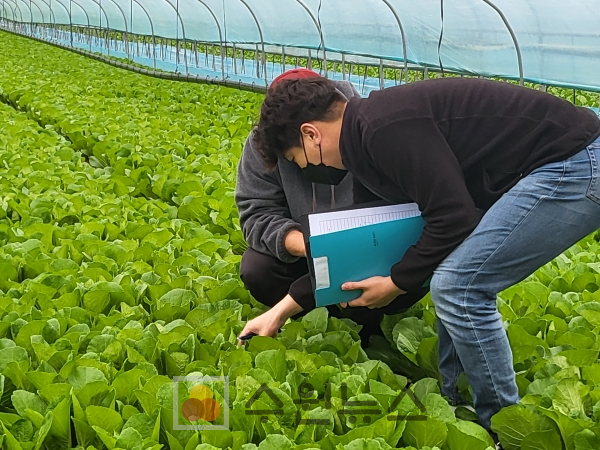 용인시농업기술센터 직원이 채소·특용작물 환경제어기술 시범 농가를 찾아 작물을 살피고 있다.
