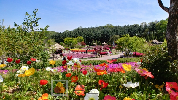 지난해 용인농촌테마파크의 봄꽃 축제 모습