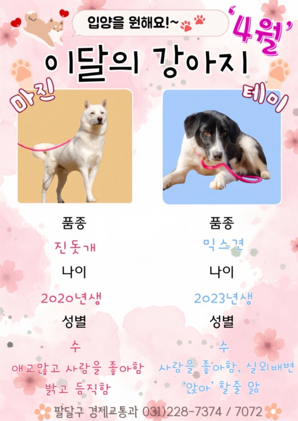 팔달구, 4월의 이달의 강아지 포스터