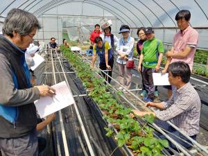 수원시농업기술센터, 딸기 전문가에게 배우는 '딸기 재배 기술교육' 참여자 모집